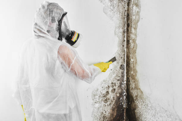 Best Fast Mold Removal  in Port Oconnor, TX