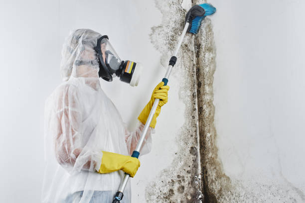 Best Affordable Mold Removal  in Port Oconnor, TX
