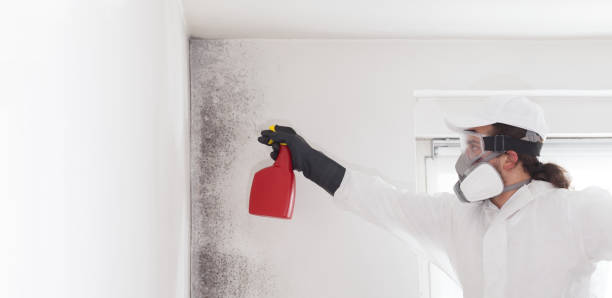 Attic Mold Removal in Port Oconnor, TX