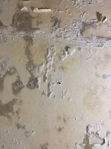 Home Mold Removal in Port Oconnor, TX