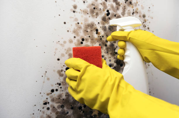 Best Home Mold Removal  in Port Oconnor, TX
