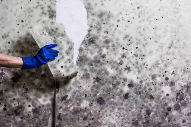 Best Mold Testing  in Port Oconnor, TX